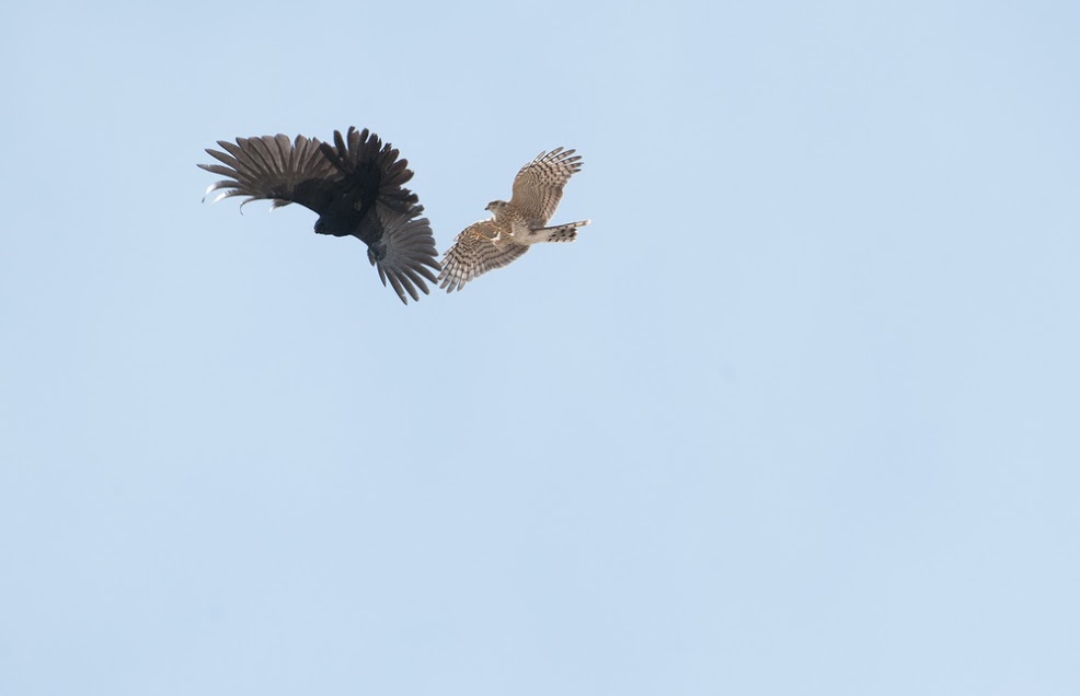Sparrowhawk2.jpg