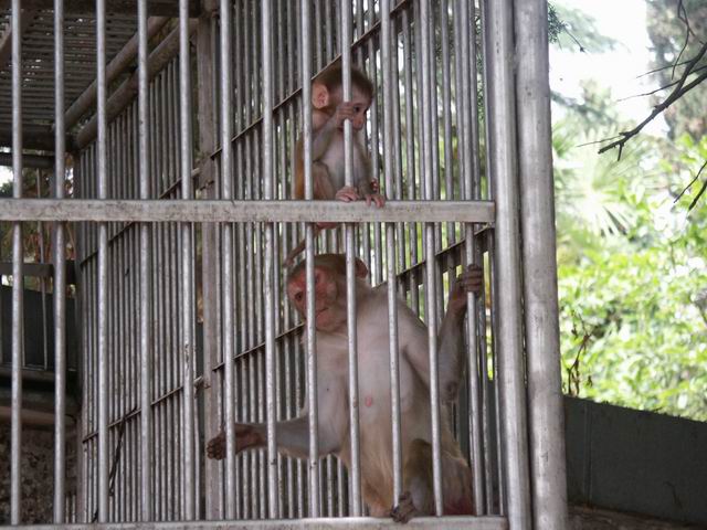 Monkeys__from_Sukhumi.jpg