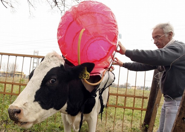 dzroxa_metanis_koleqtori.jpg
