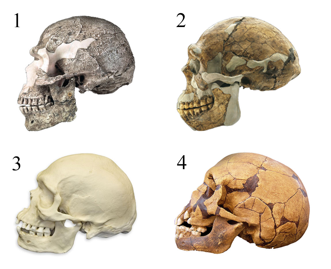 skulls.jpg