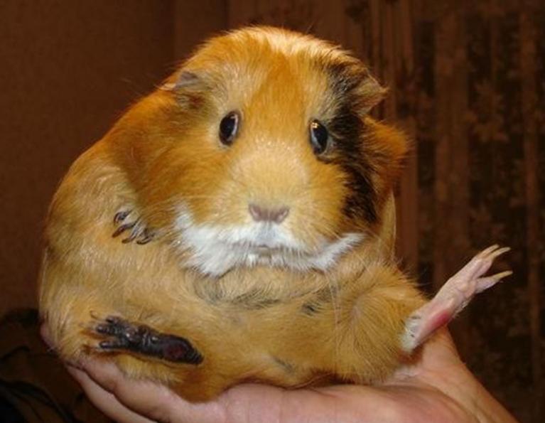 Sea_Pig.JPG