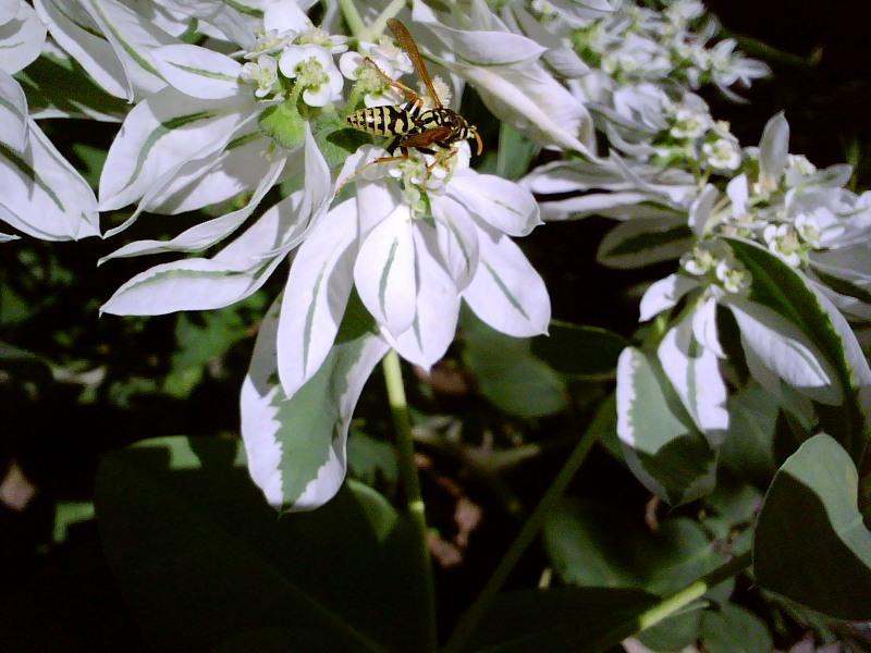 DSC00011.JPG