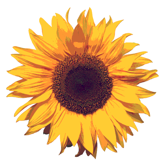 sunflowerAll.GIF