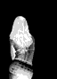 foto_13721.gif