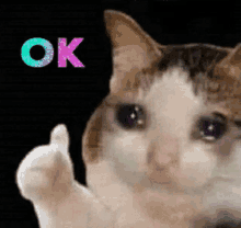 crycat_crying_cat.gif