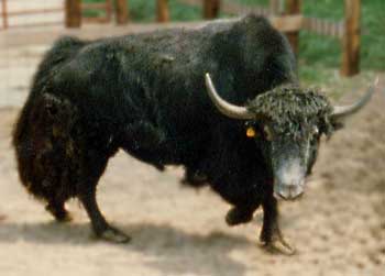 yak2.jpg