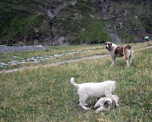 Alaia_and_other_puppies1.jpg