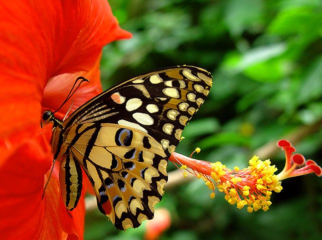 2420939_CorsicanSwallowtail.jpg