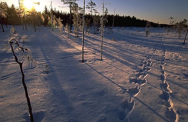 spurenimschnee.jpg