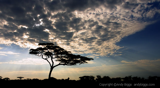 Serengeti_2002_0621_116.jpg