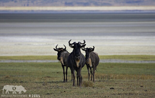 050217_165832_ngorongoro_50_std.jpg
