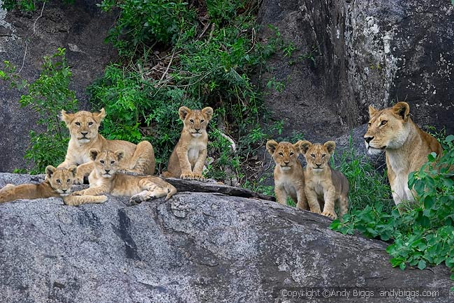 040109_276_Serengeti.jpg