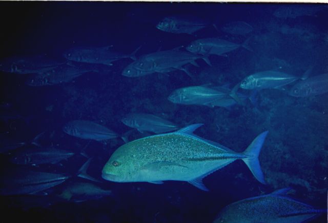 tuna2.jpg