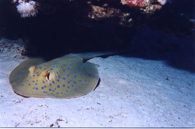 zd.riba5.jpg