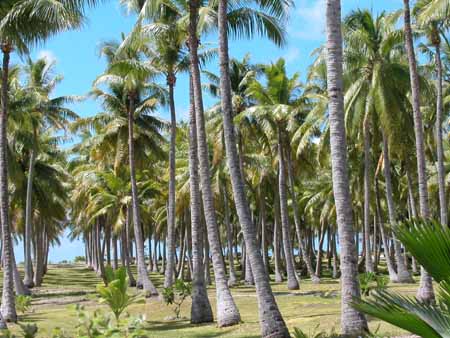 Tahiti_2003_20_13_.jpg