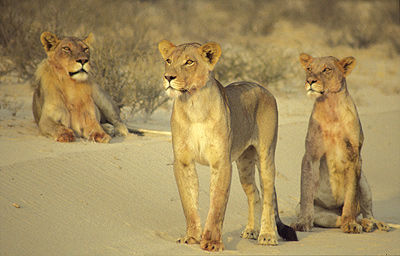 Leeuwen_Kalahari_safari_Zuid_Afrika_1_400.jpg