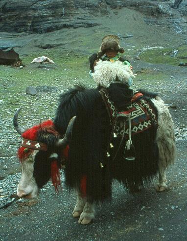 yak.JPG