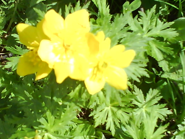 DSC00423.JPG