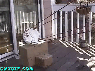 463cf4e2c92a.gif