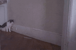 cav2m.gif