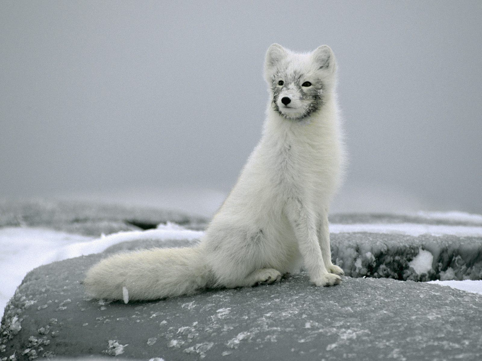 Portrait_of_an_Arctic_Fox_in_Winter_Coat__Canada.jpg