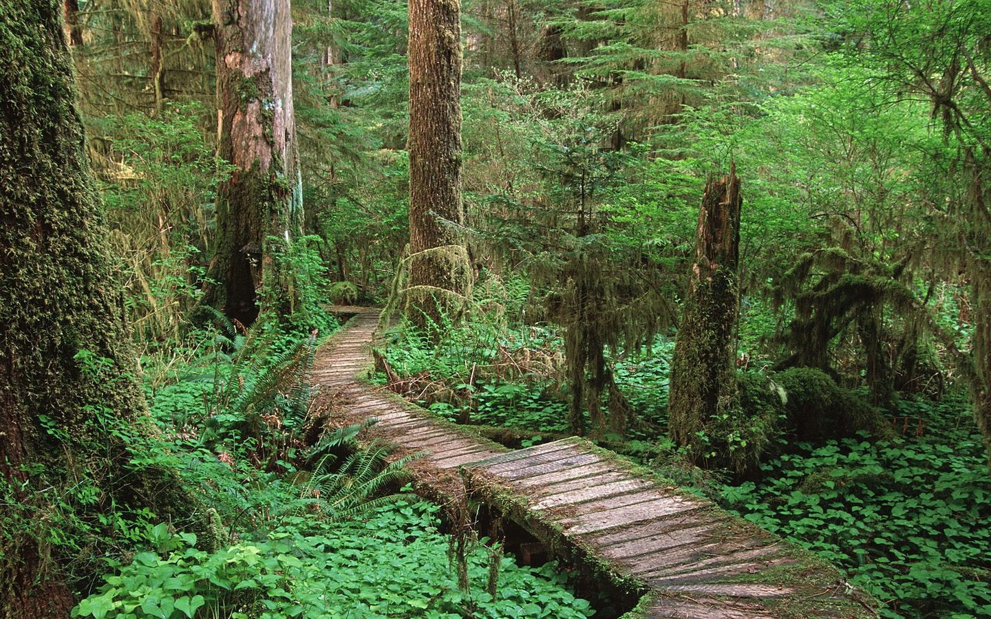 Carmanah_Valley_Vancouver_Island_British_Columbia_Canada.jpg