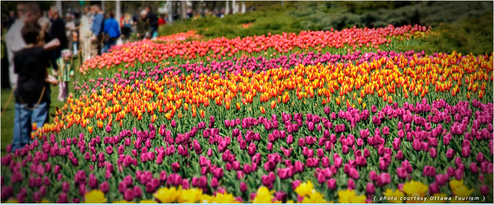 tulipFestival.jpg