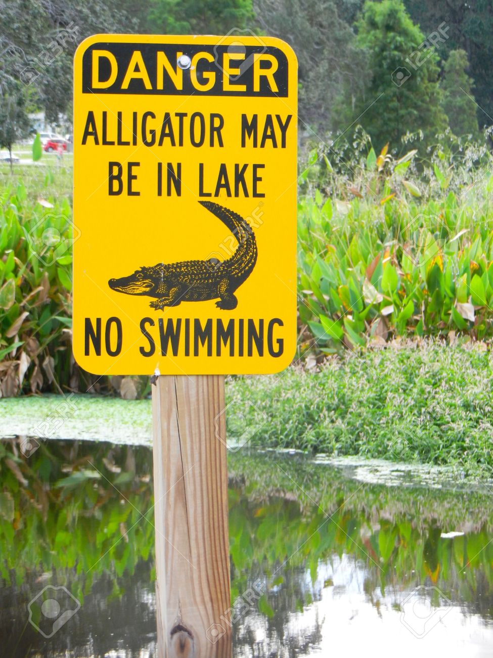 15529031_danger_alligator_may_be_in_lake_no_swimming_sign_by_lake_in_clearwater_florida.jpg
