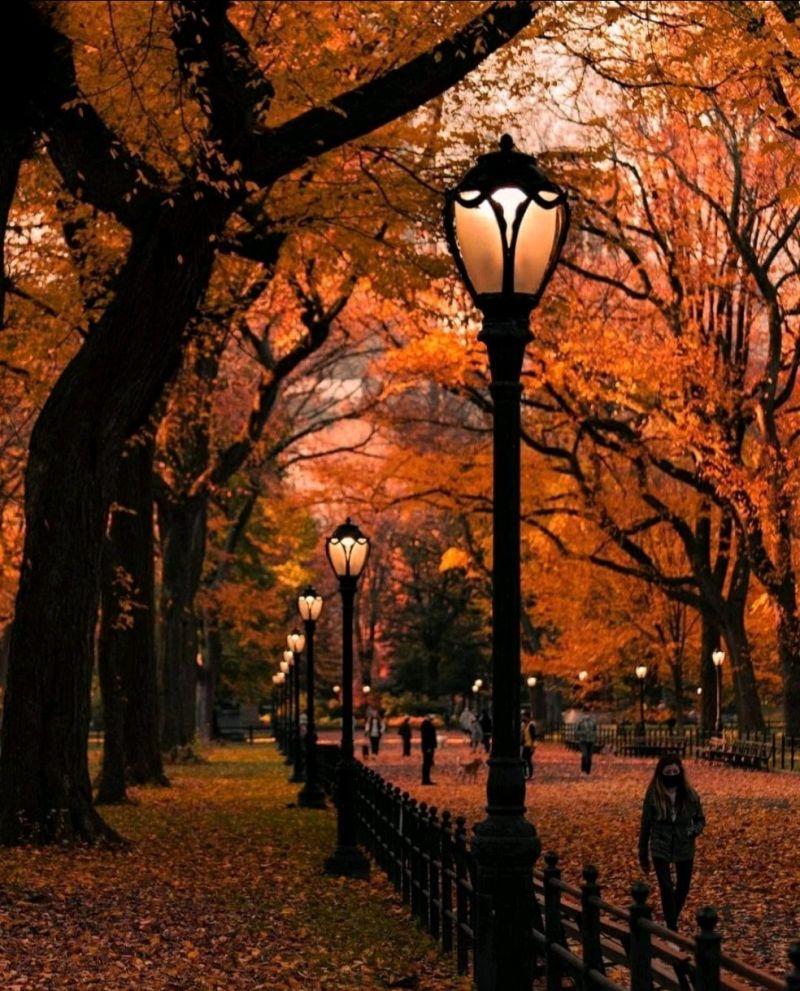 Central_Park__New_York_________.jpeg