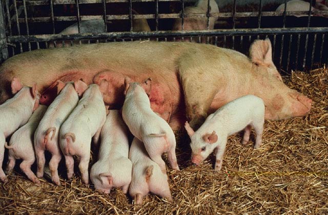 Pig_litter.jpg