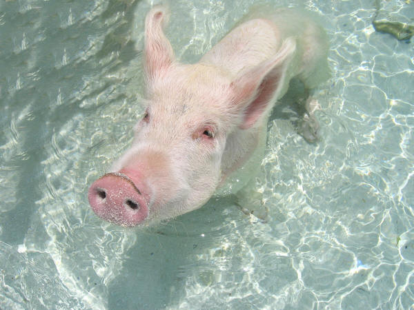 when_pigs_swim.jpg