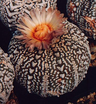 astrophytum_asterias_cv_Super_Kabuto.jpg