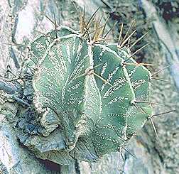 Astrophytum_ornatum_35.jpg