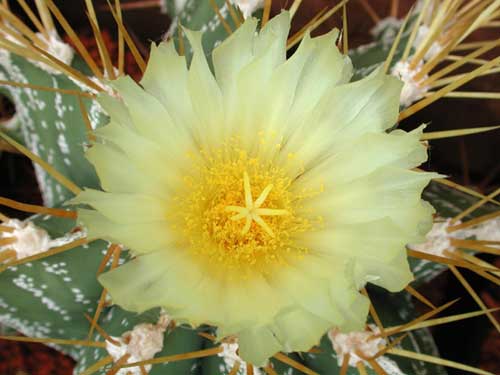 Astrophytum_ornatum.jpg
