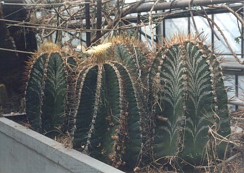 Astrophytum_ornatum.jpg