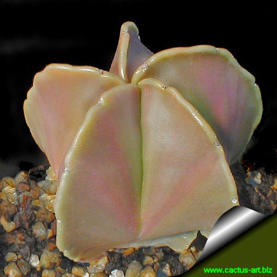 Astrophytum_myriostigma_nudum_maidens_blush.jpg