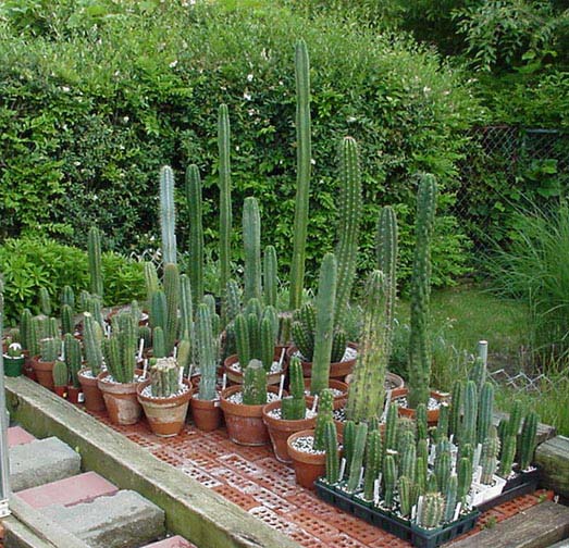 CACTUS_1.JPG