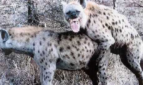 19022001124348hyenisex.jpg