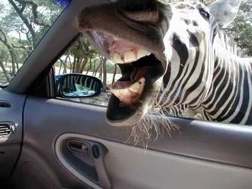 12022001153526zebra.jpg