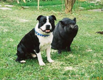 Creatures_Cyrano_Porits_minipig_Britney.jpg