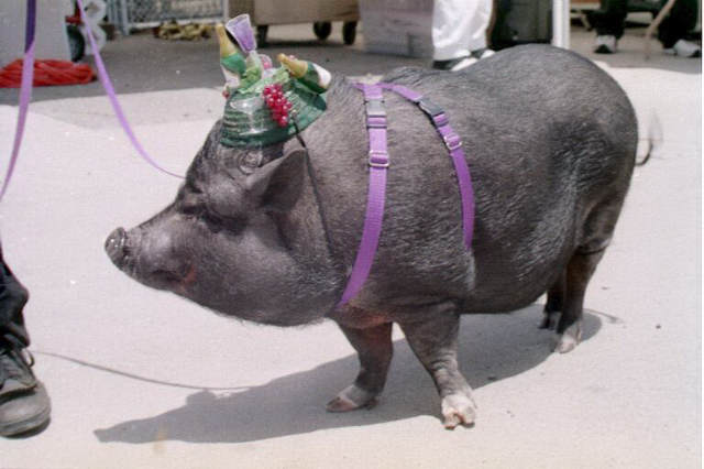 merlot__20potbelly_20pig.jpg