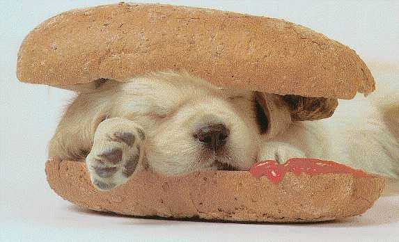 hotdog_1_.jpg