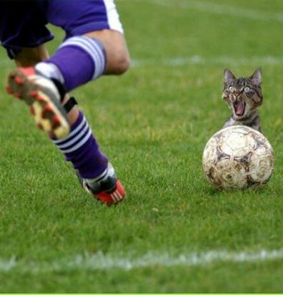 ballkatze.jpg