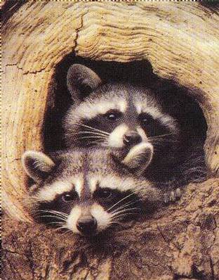 Twin_Raccoons_Poster_C10054547.jpg