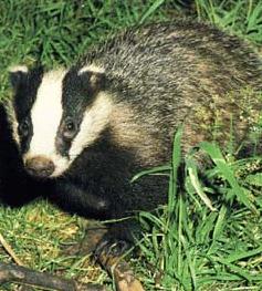 badger.jpg