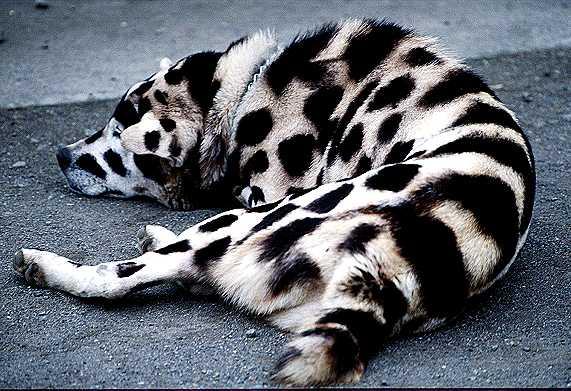 Dog_by_Ingrid_Schaefer.jpg