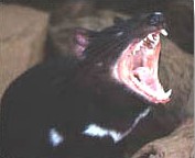 wildlife_devil1.jpg