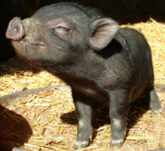 minipig.jpg