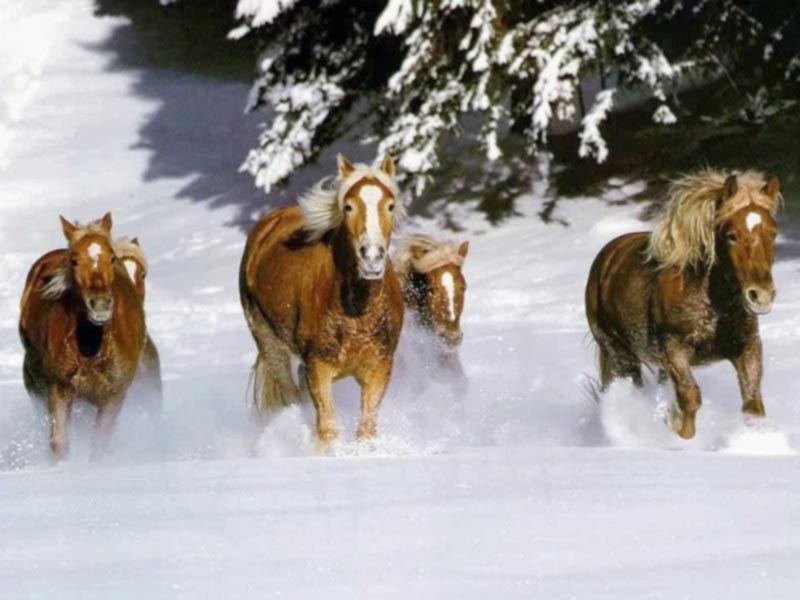 snow_horses.jpg