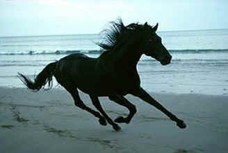 black_horse_running.jpg